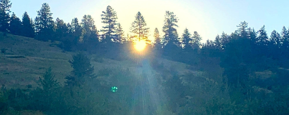 Soft morning sunlight rising over rolling country hills and pine trees, evoking a peaceful start to the day.