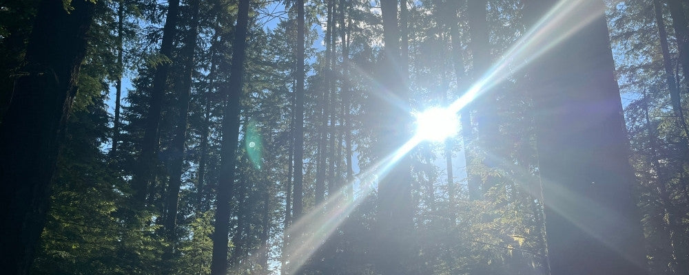 Sunlight breaking through tall pine trees in a peaceful forest, casting radiant beams and lens flares.