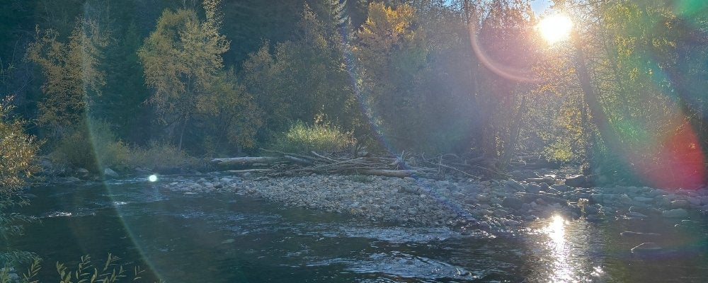 Sunlight shining through trees onto a flowing forest river, with lens flare creating a dreamy, natural glow.